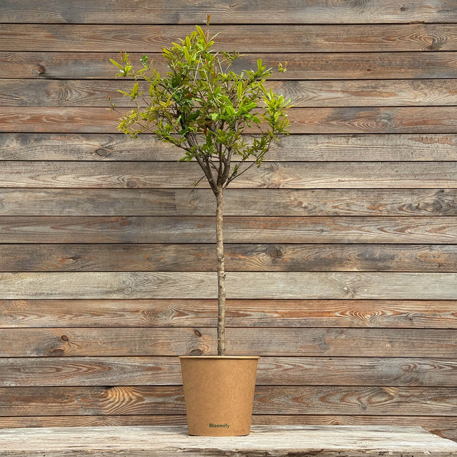 Granatapfelbaum "Gregor"