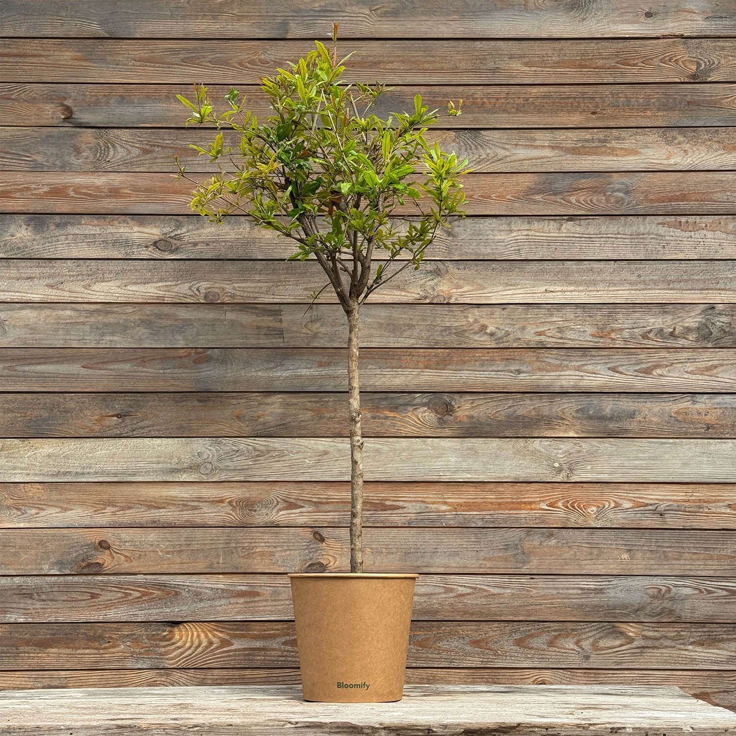 Granatapfelbaum "Gregor"