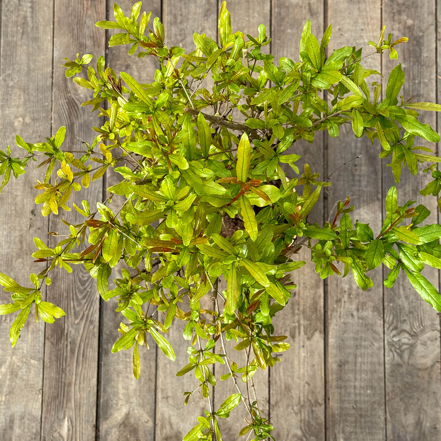 Granatapfelbaum "Gregor"