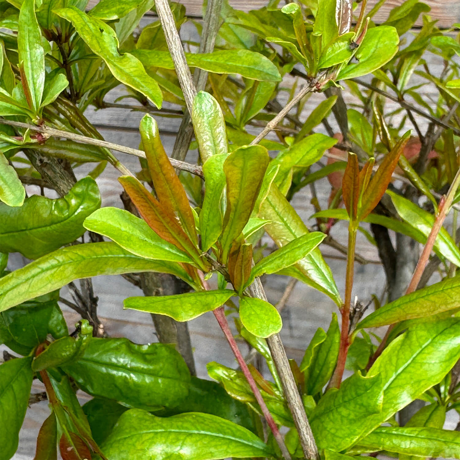 Granatapfelbaum "Gregor"