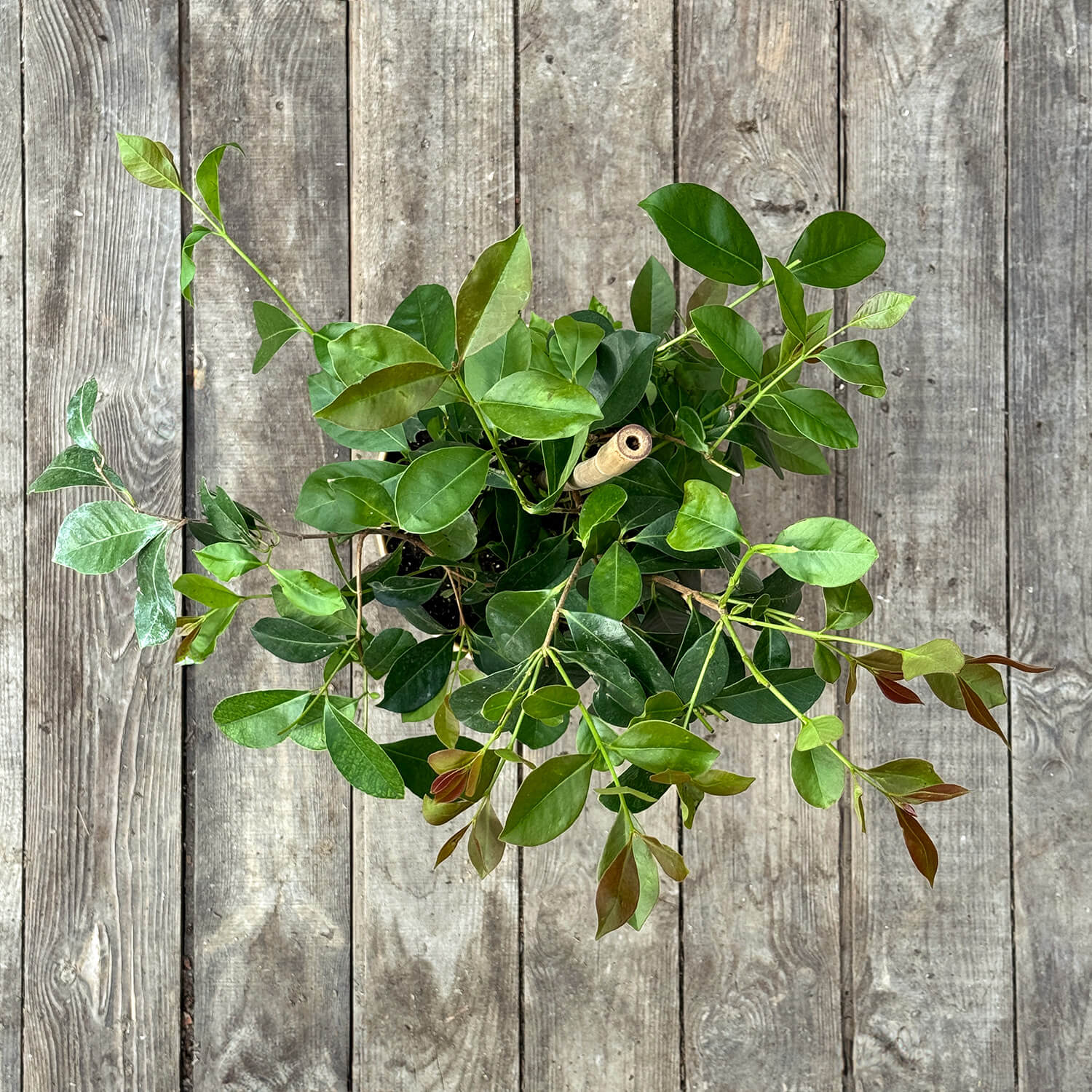 Erdbeer-Guave "Gulliver"