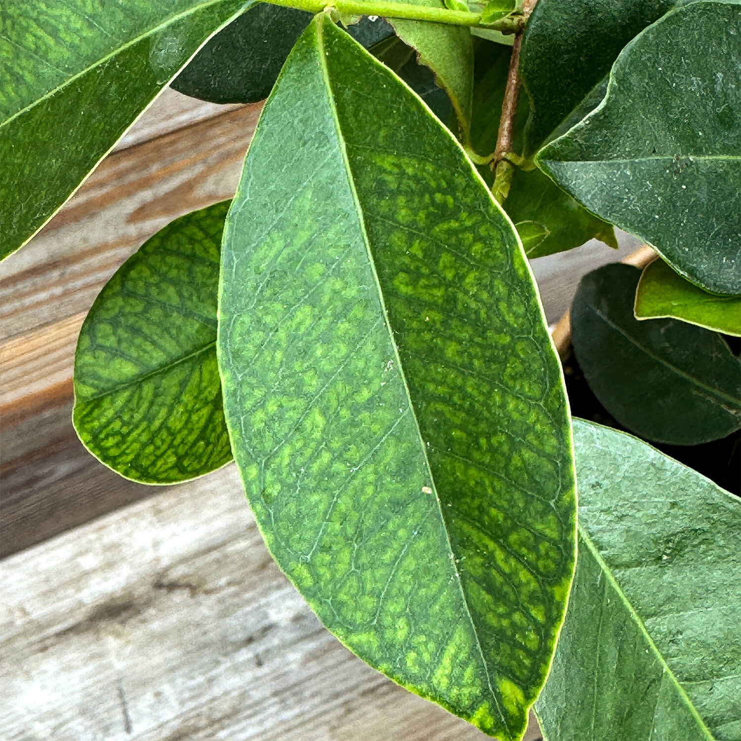 Erdbeer-Guave "Gulliver"