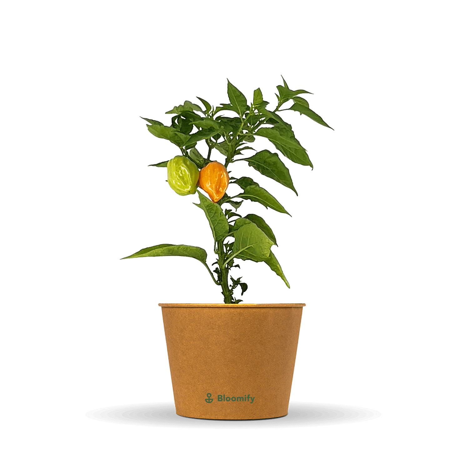 Habanero Chili orange "Harald"