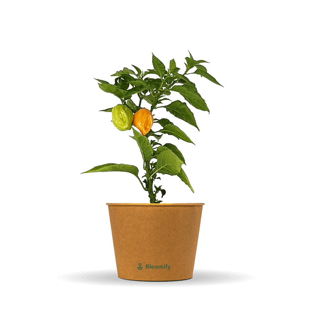 Habanero Chili orange "Harald"