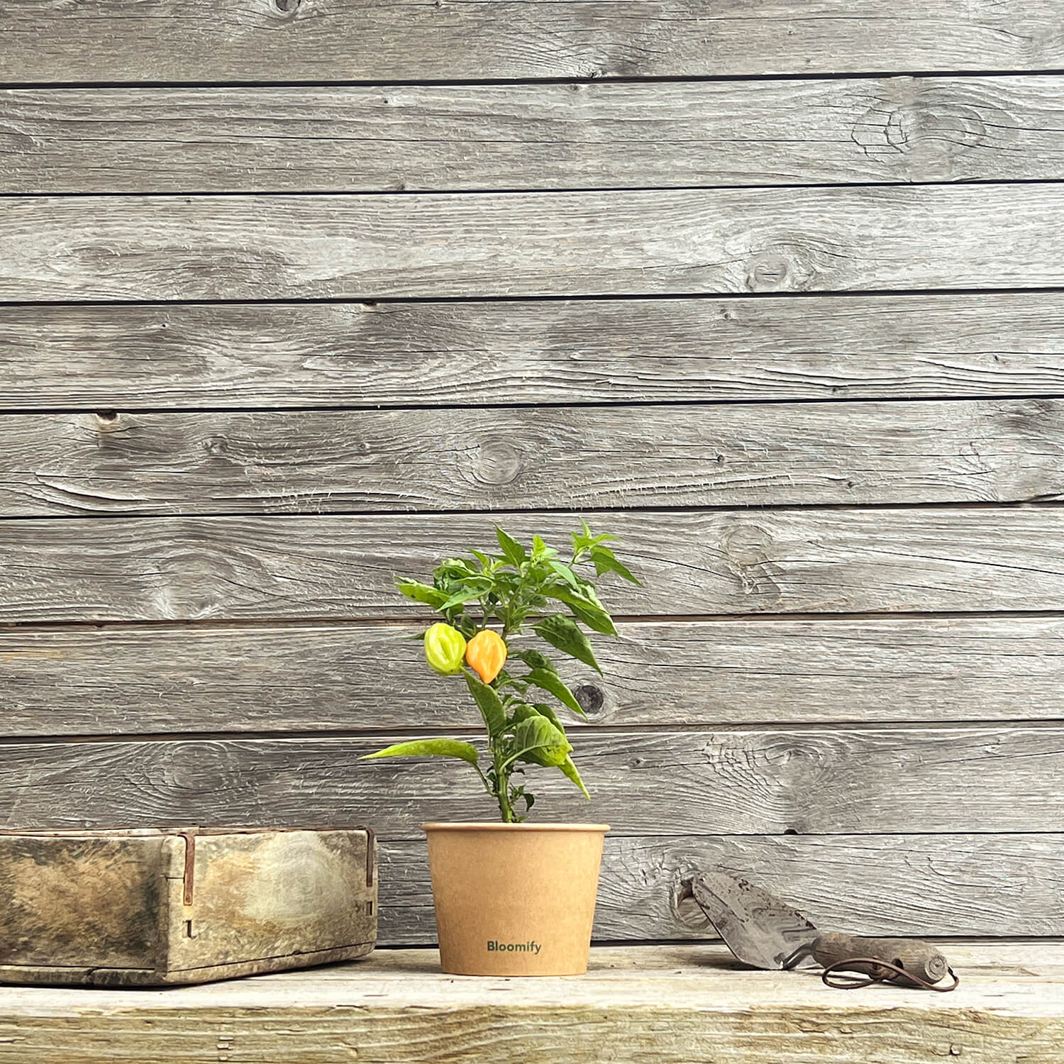 Habanero Chili orange "Harald"