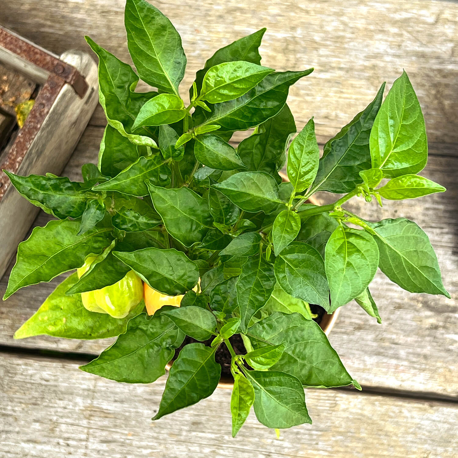2 x Habanero Chili orange "Harald"