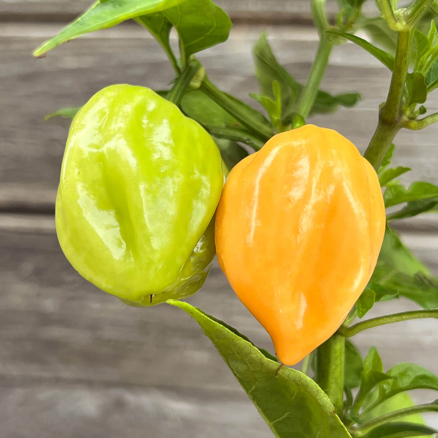 2 x Habanero Chili orange "Harald"