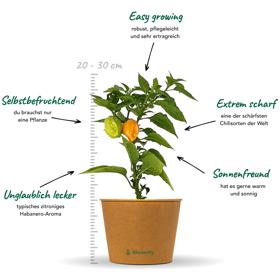 2 x Habanero Chili orange "Harald"