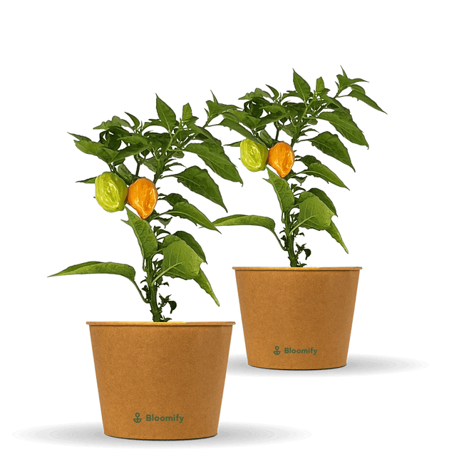 2 x Habanero Chili orange "Harald"