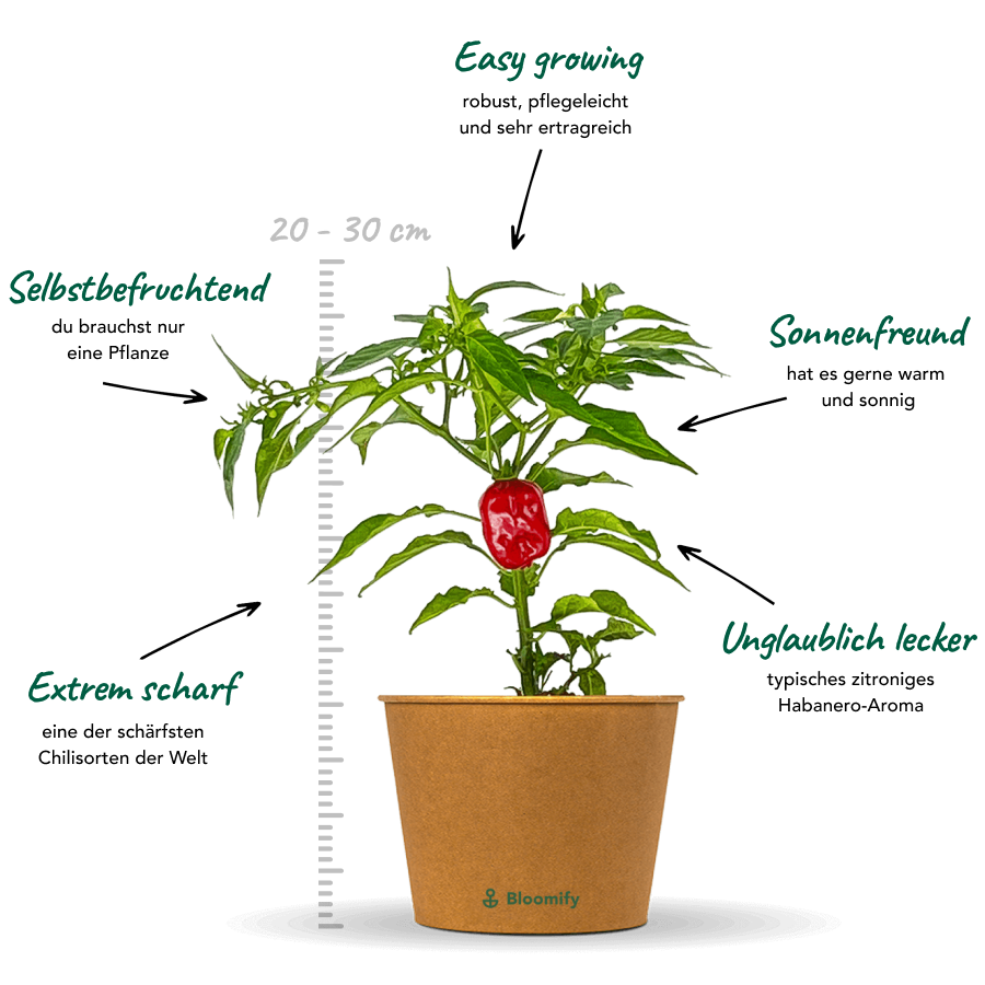 2 x Habanero Chili rot "Hauke"
