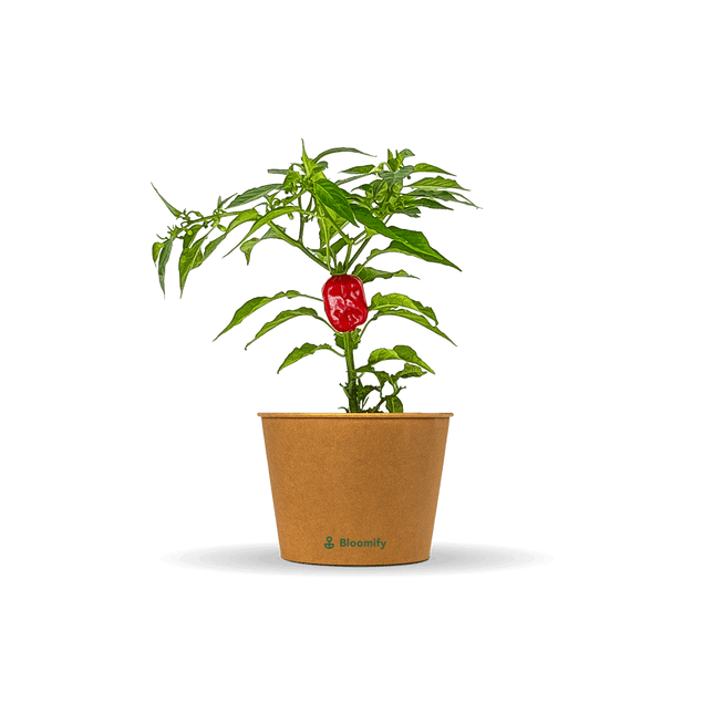 Habanero Chili rot "Hauke"