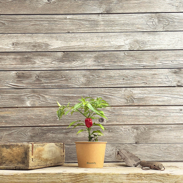 Habanero Chili rot "Hauke"