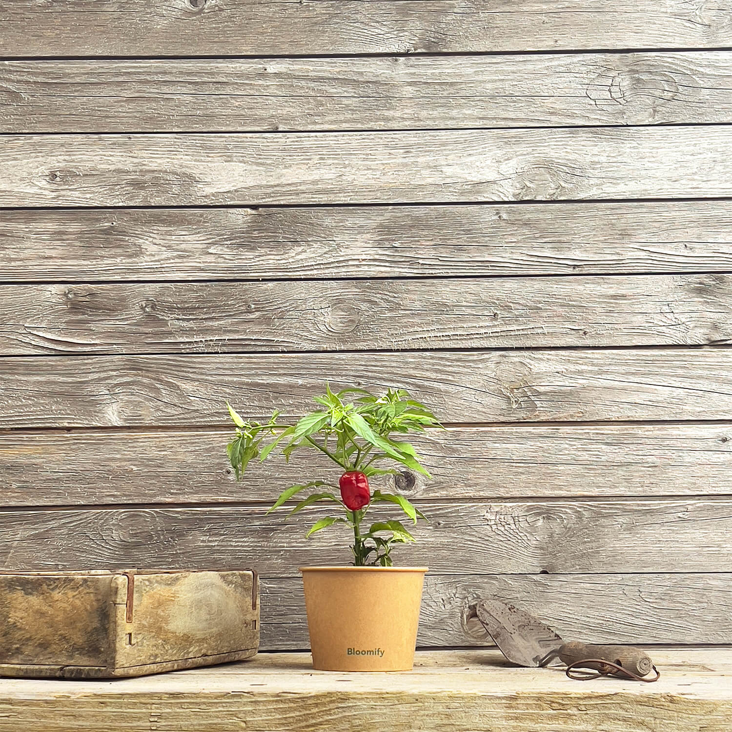 Habanero Chili rot "Hauke"