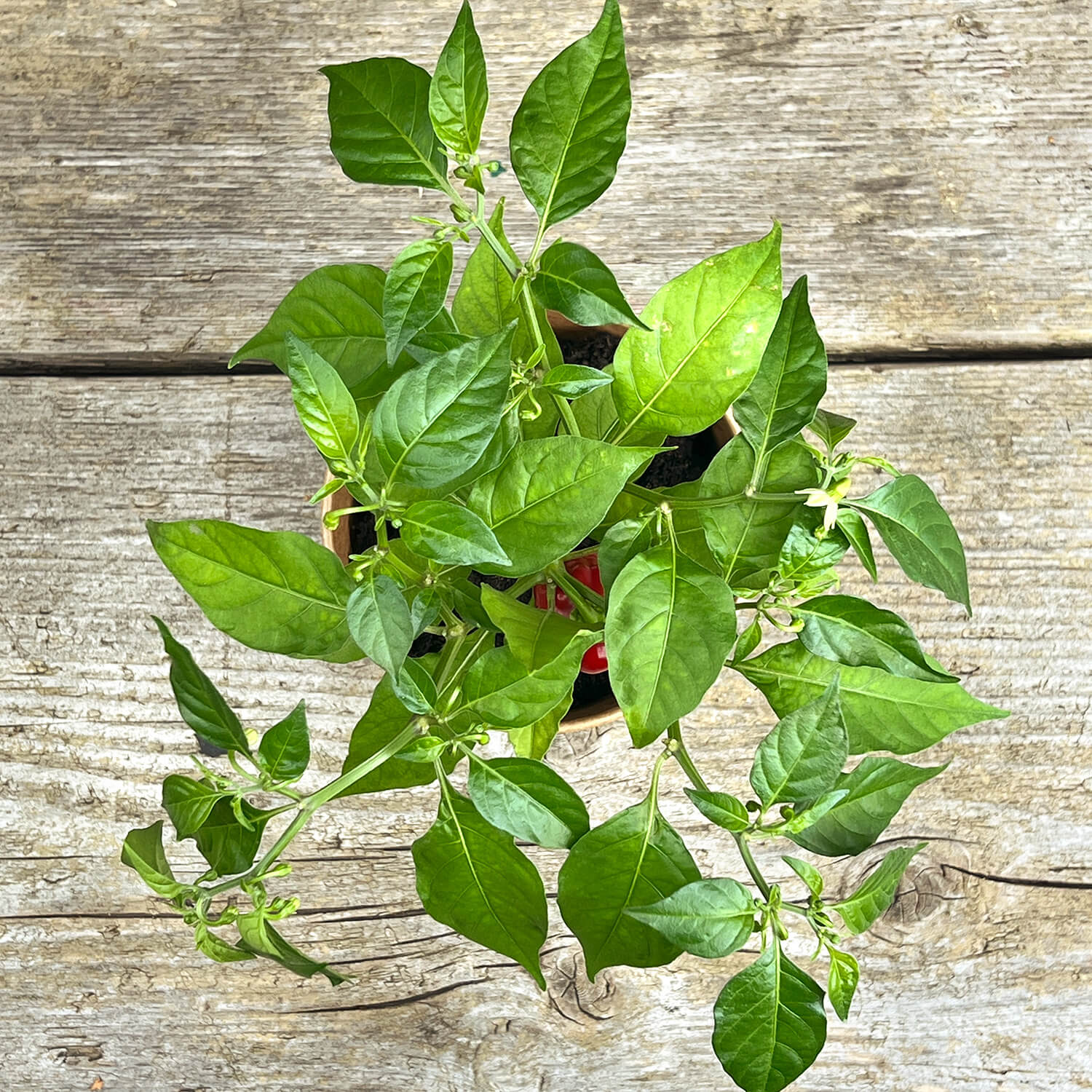 2 x Habanero Chili rot "Hauke"