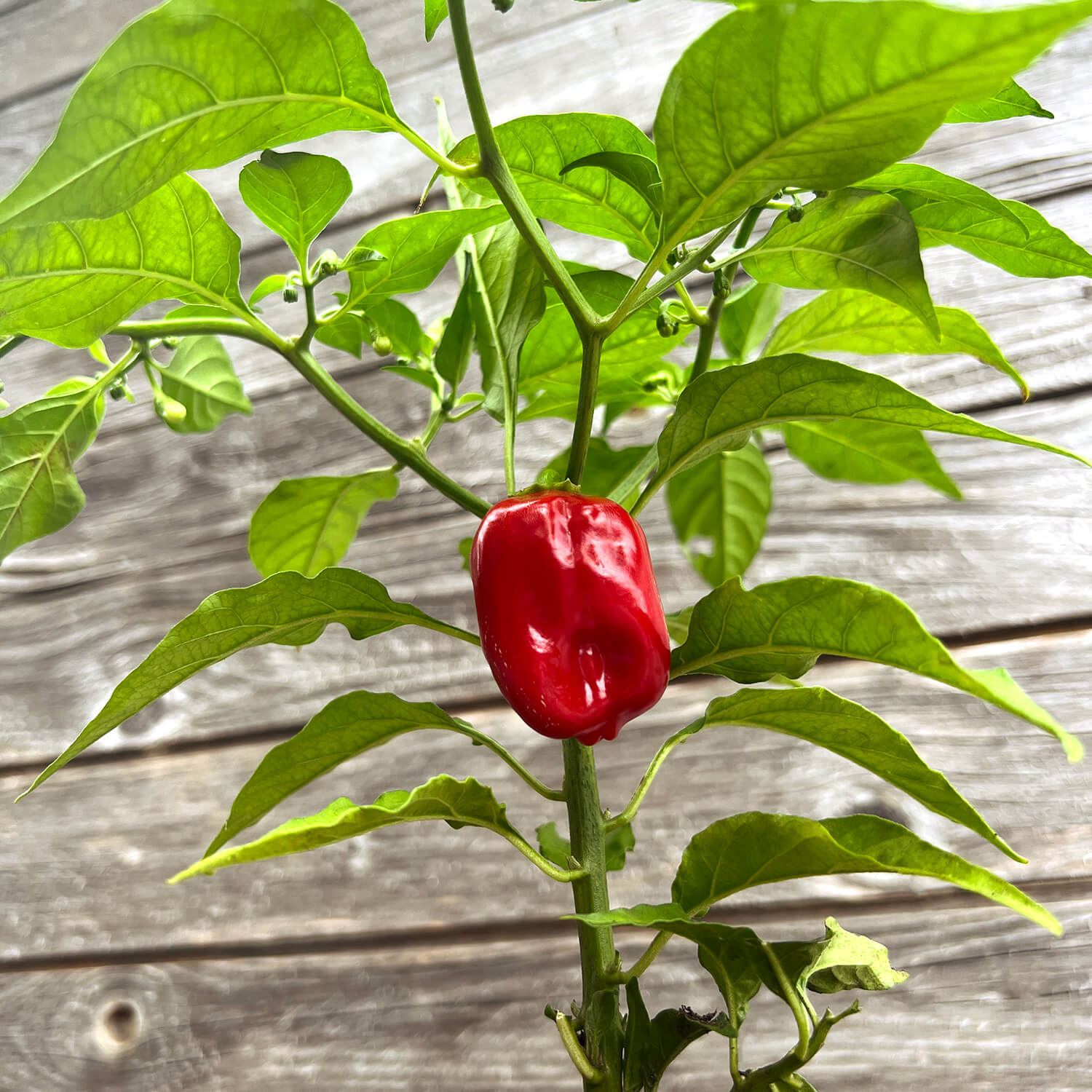 2 x Habanero Chili rot "Hauke"