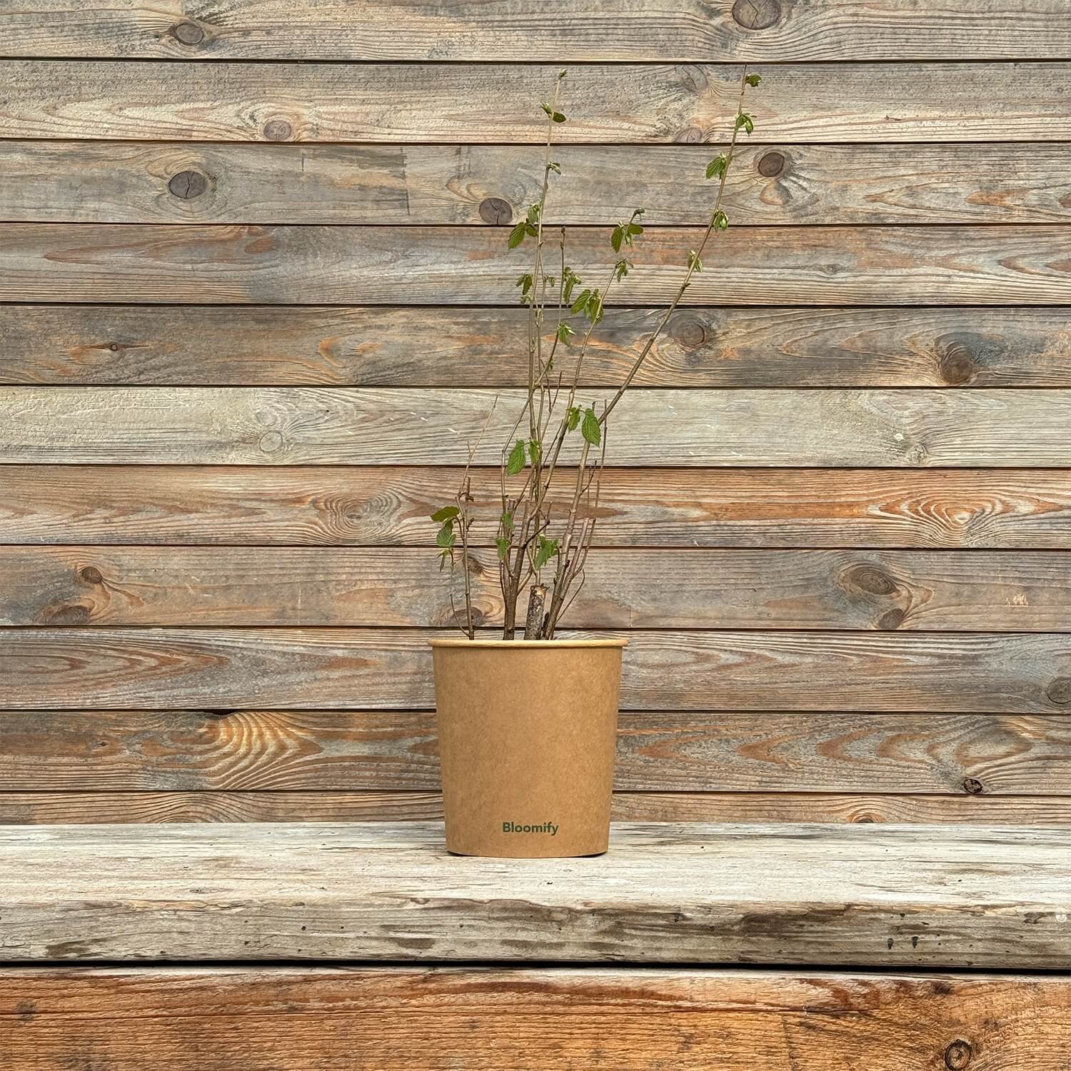 (B-Qualität) Haselnuss "Hans"