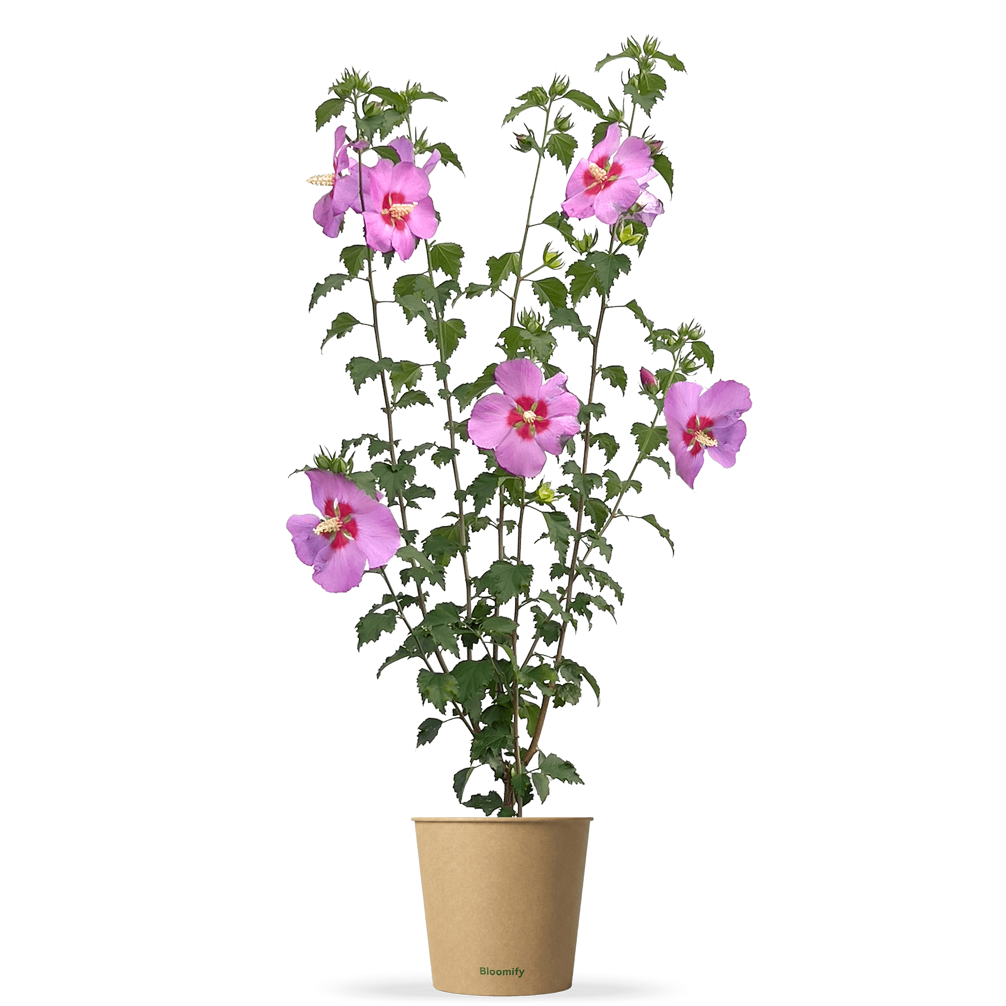 Hibiskus "Hailey"