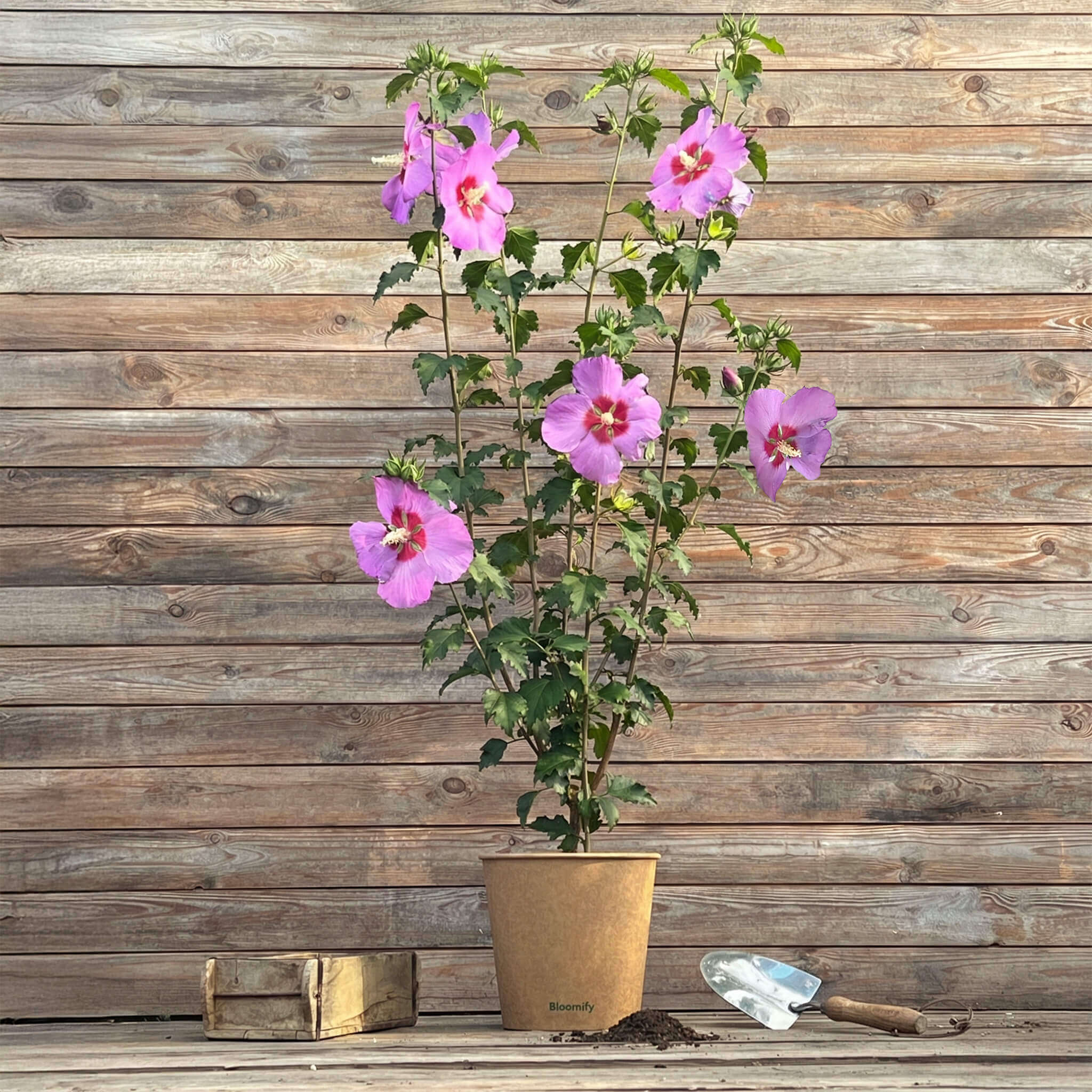 Hibiskus "Hailey"