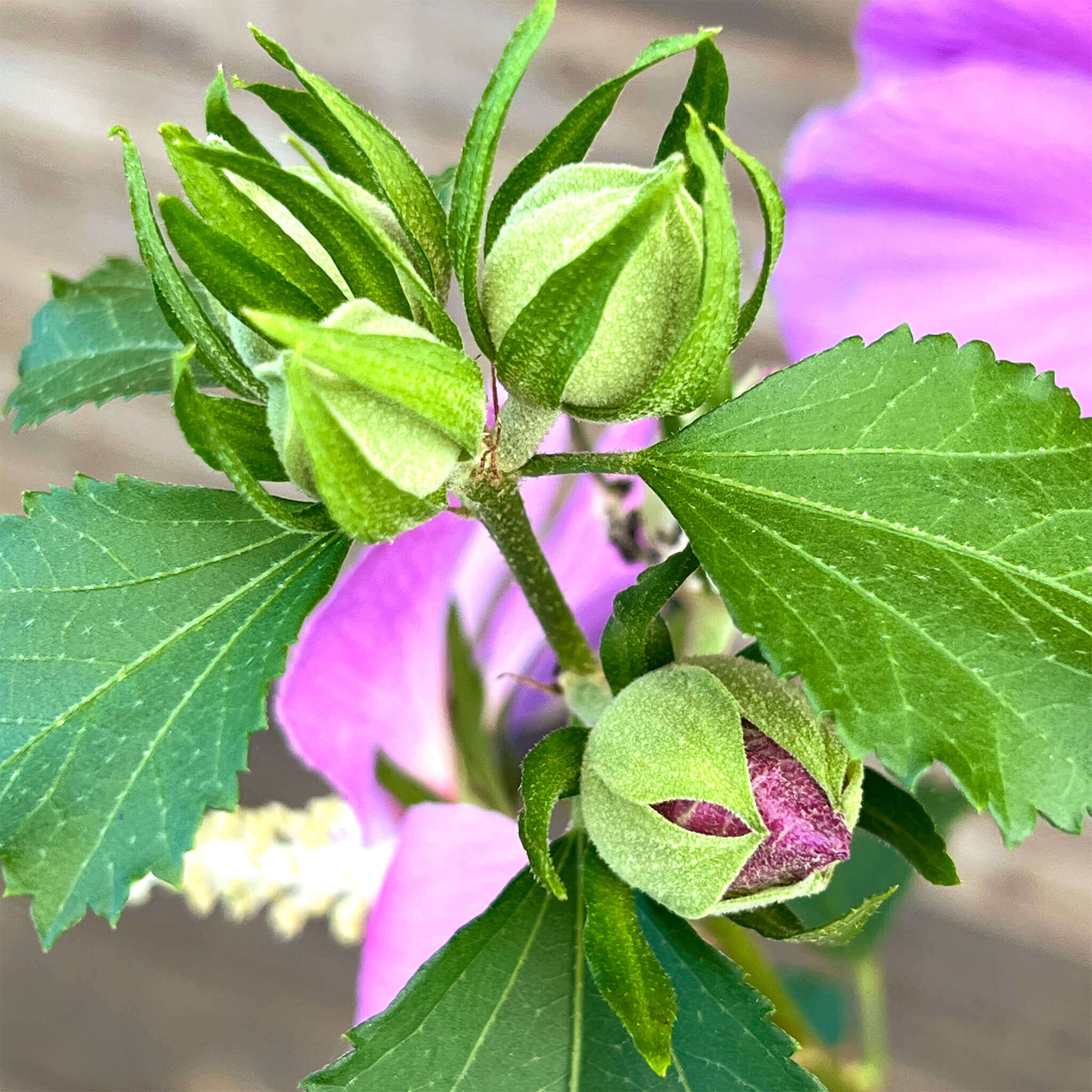 Hibiskus "Hailey"