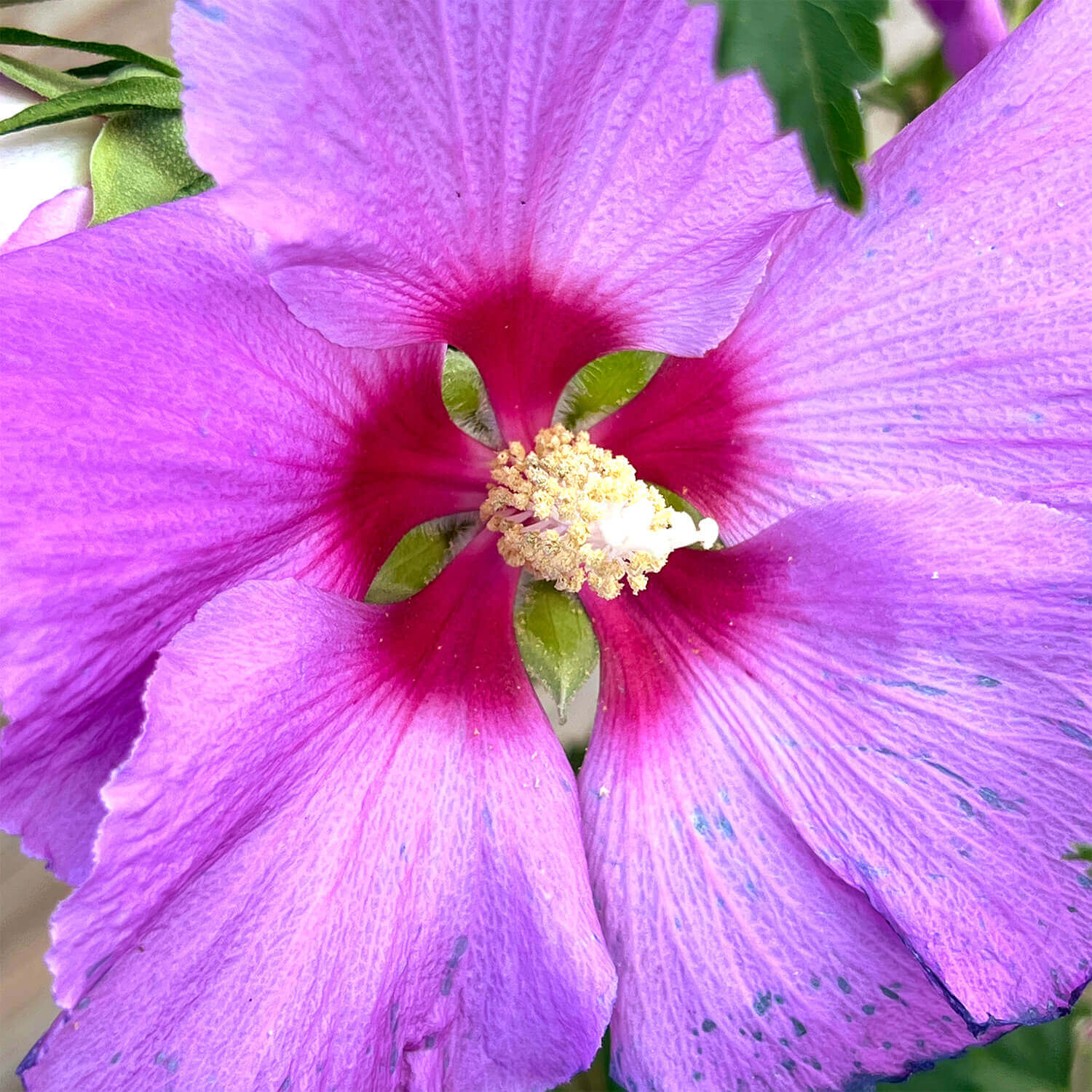Hibiskus "Hailey"