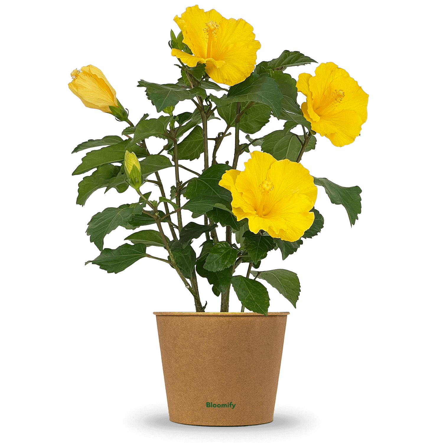 Hibiskus gelb "Hildegard"