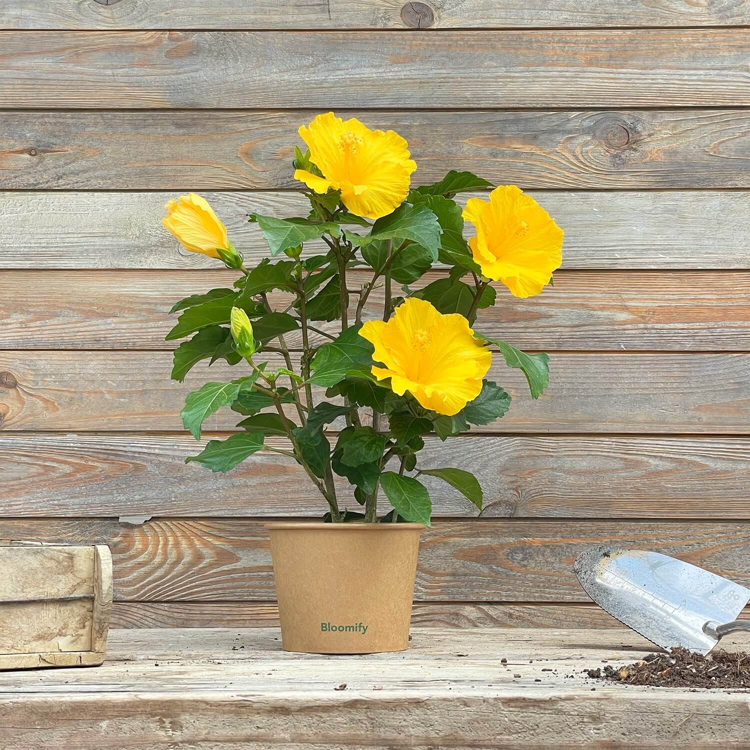 Hibiskus gelb "Hildegard"