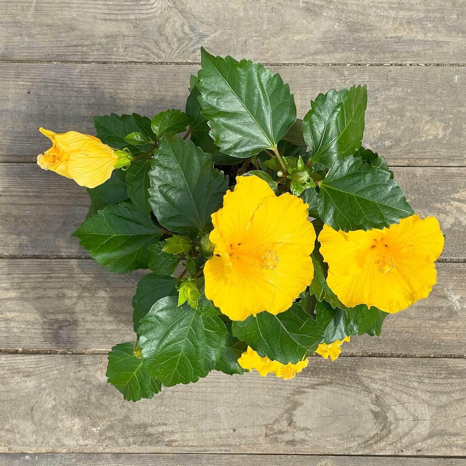 Hibiskus gelb "Hildegard"