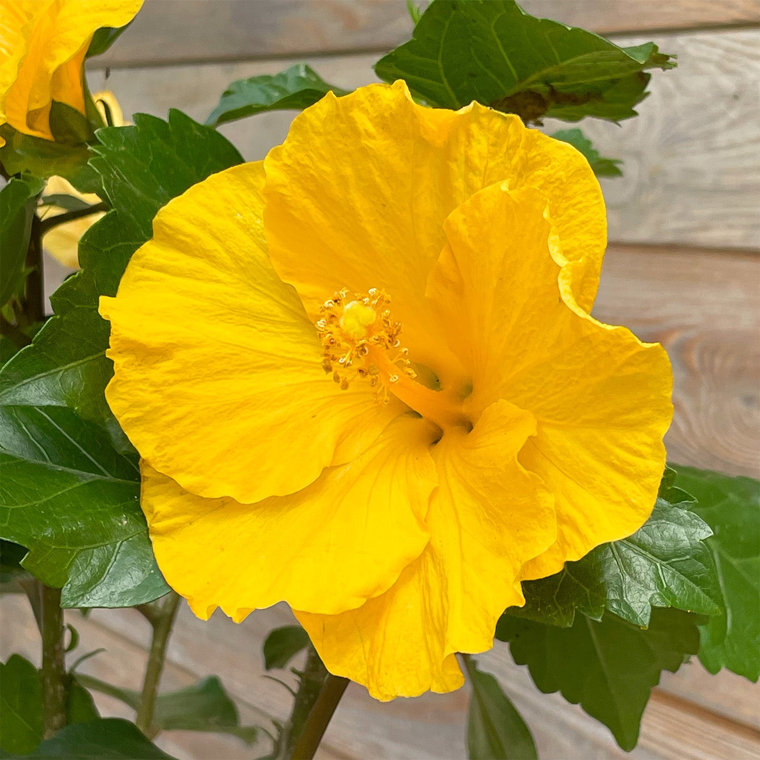 Hibiskus gelb "Hildegard"
