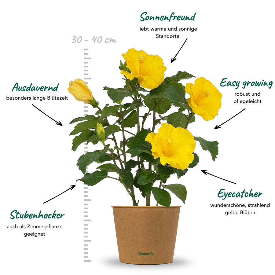 Hibiskus gelb "Hildegard"