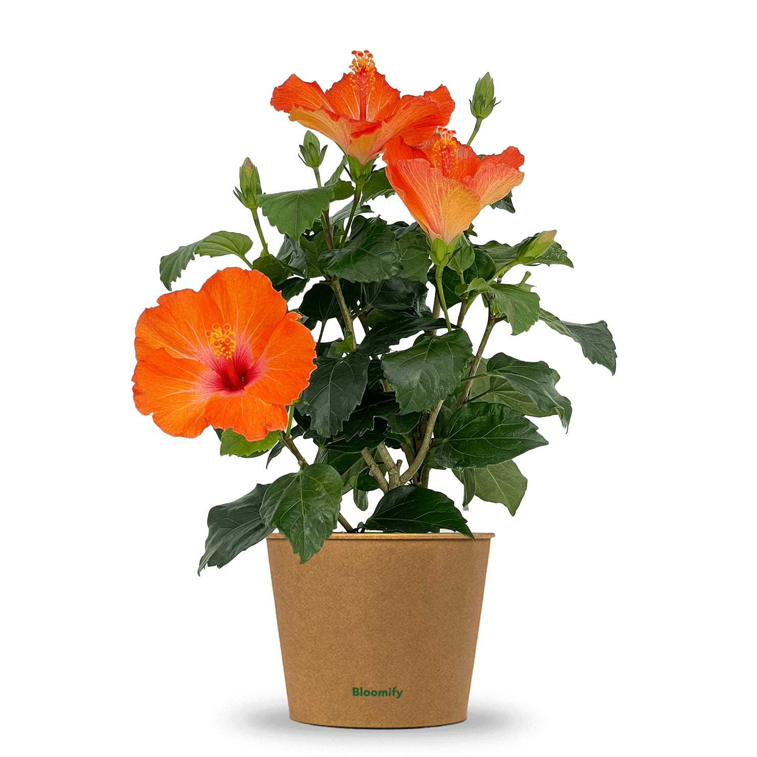 Hibiskus orange "Hildegard"