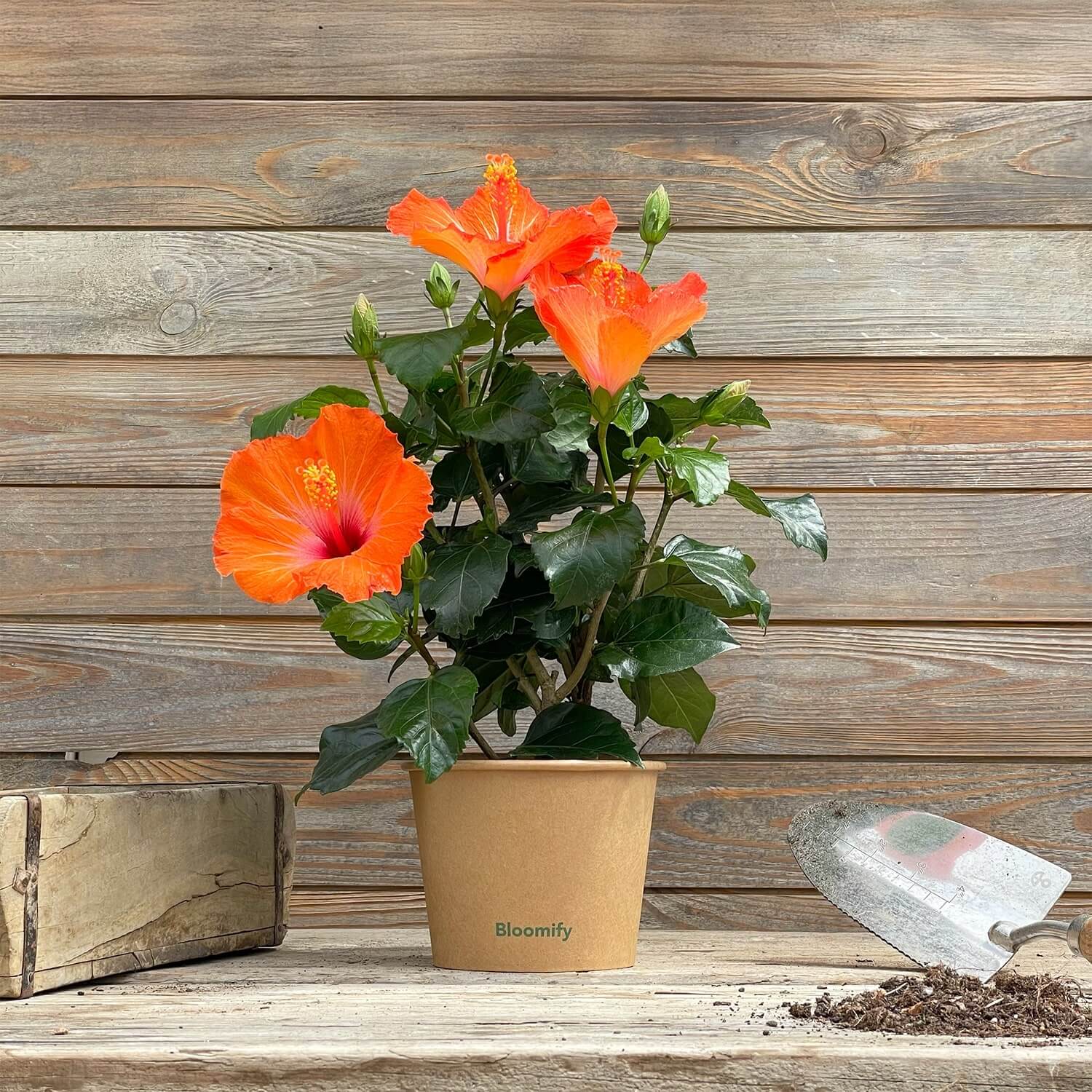 Hibiskus orange "Hildegard"