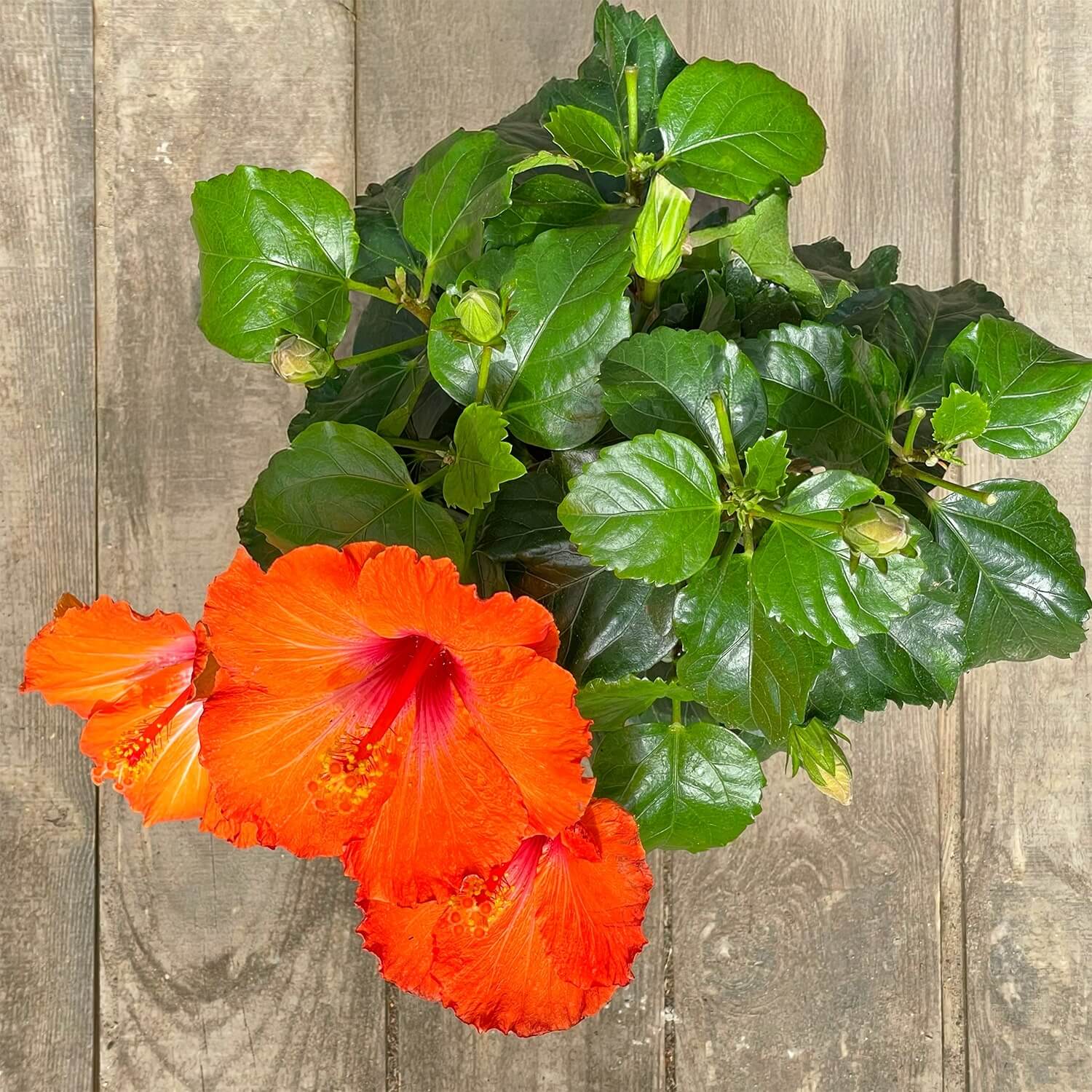 Hibiskus orange "Hildegard"