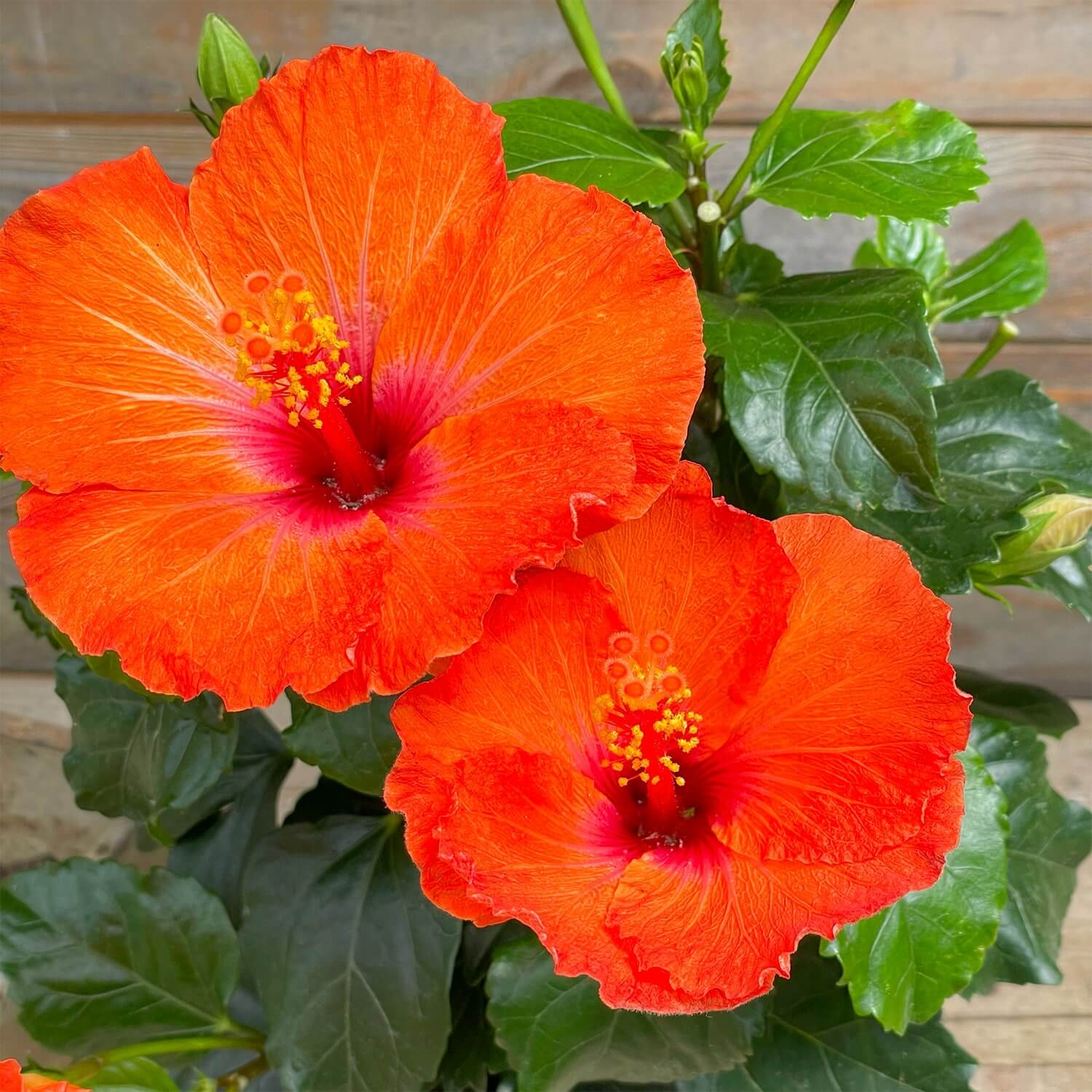 Hibiskus orange "Hildegard"