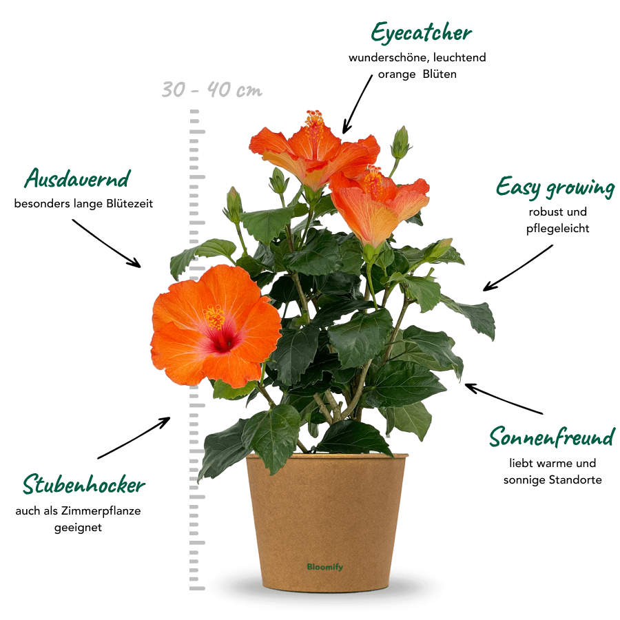 Hibiskus orange "Hildegard"