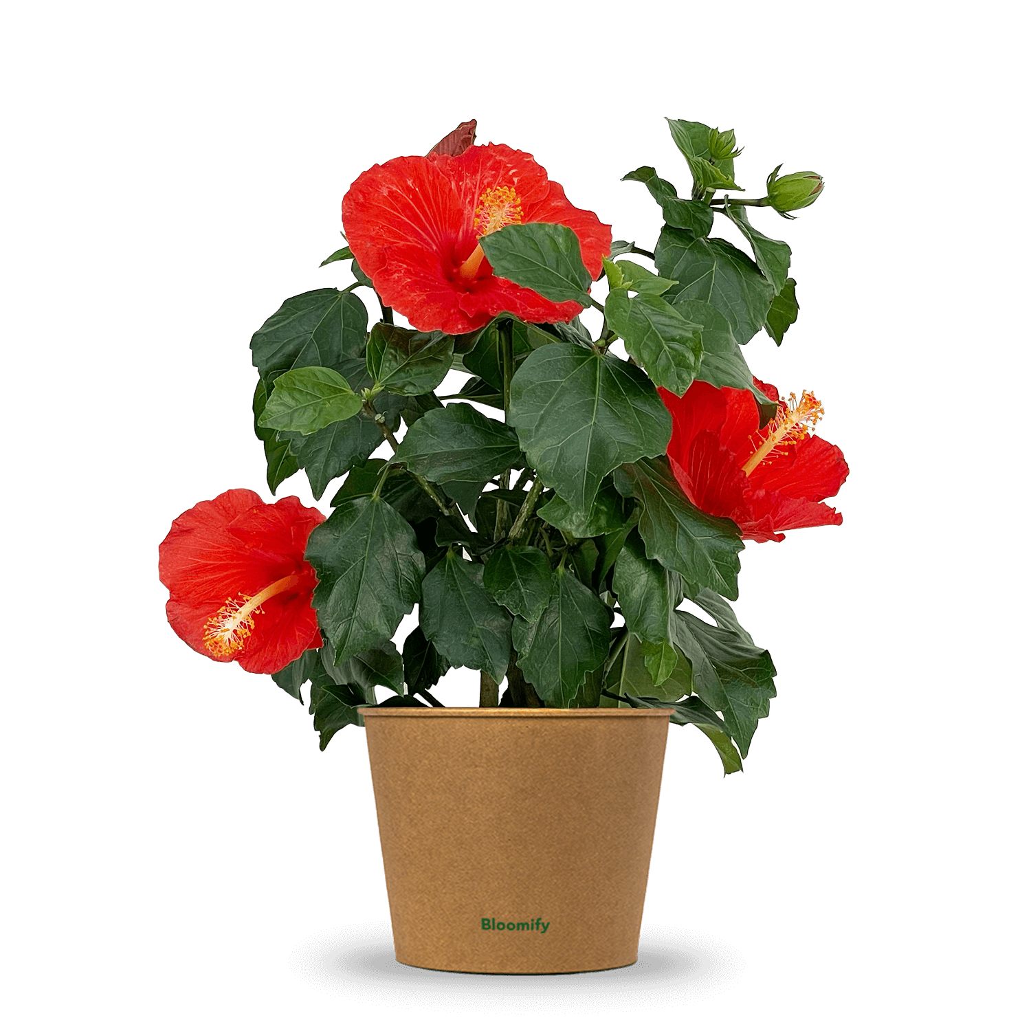 Hibiskus rot "Hildegard"