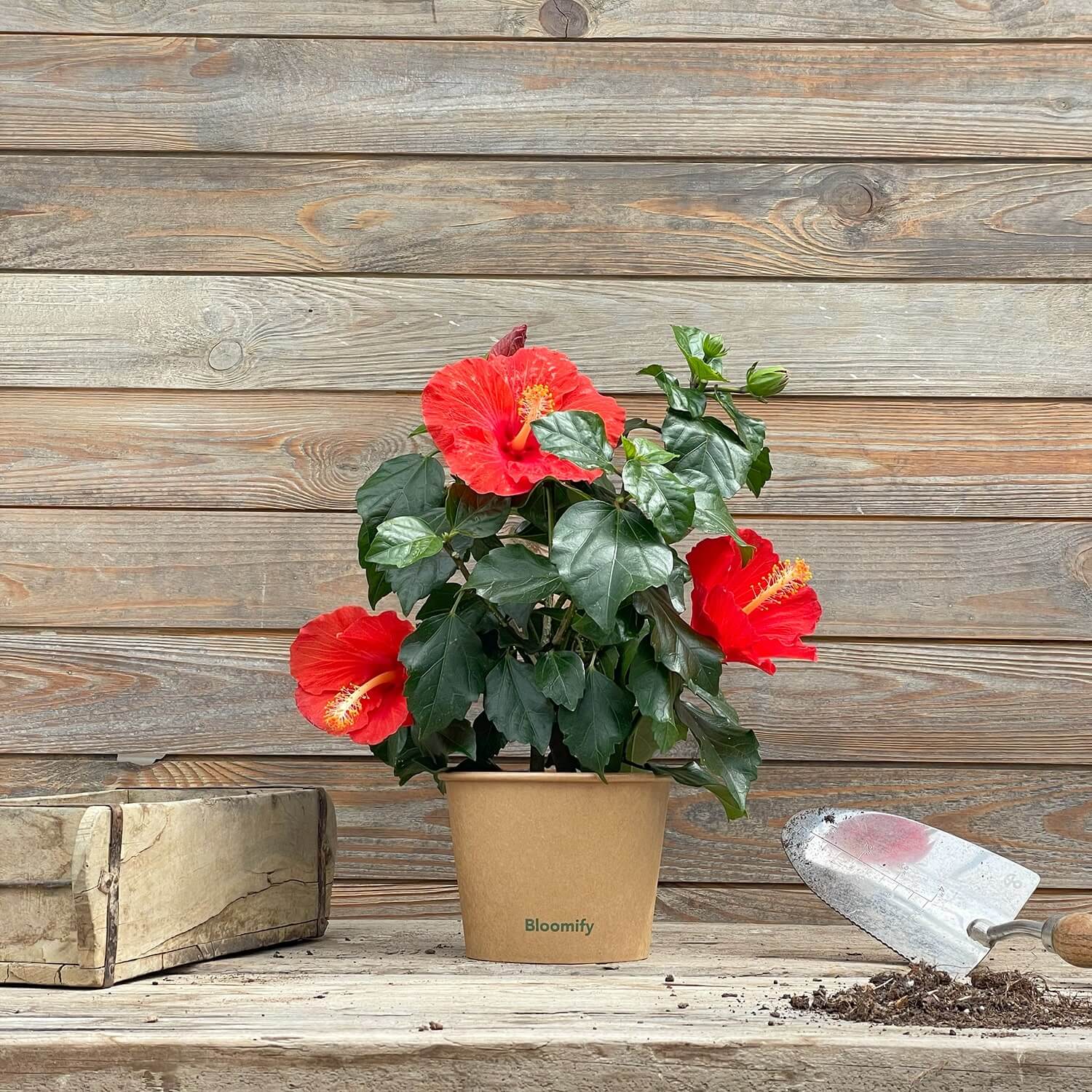 Hibiskus rot "Hildegard"