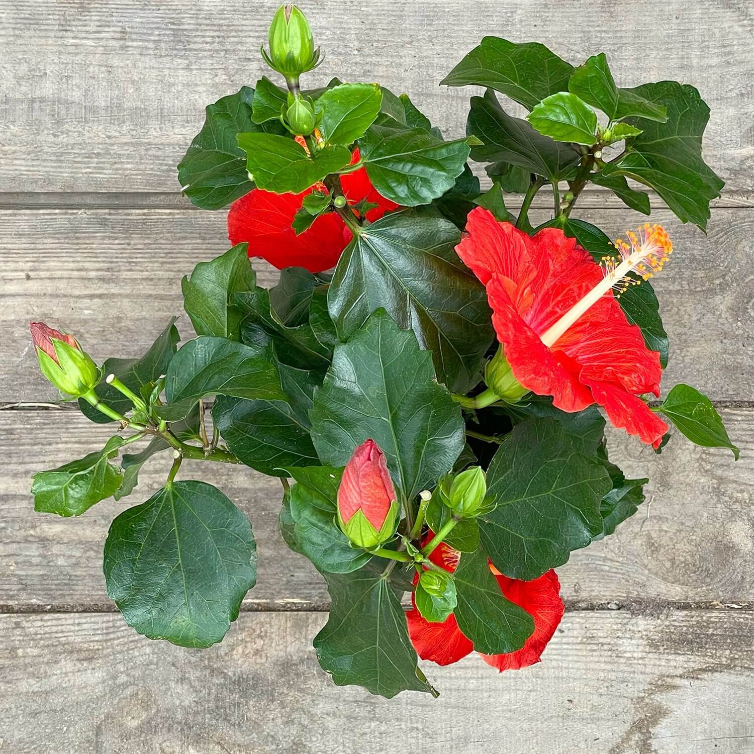 Hibiskus rot "Hildegard"