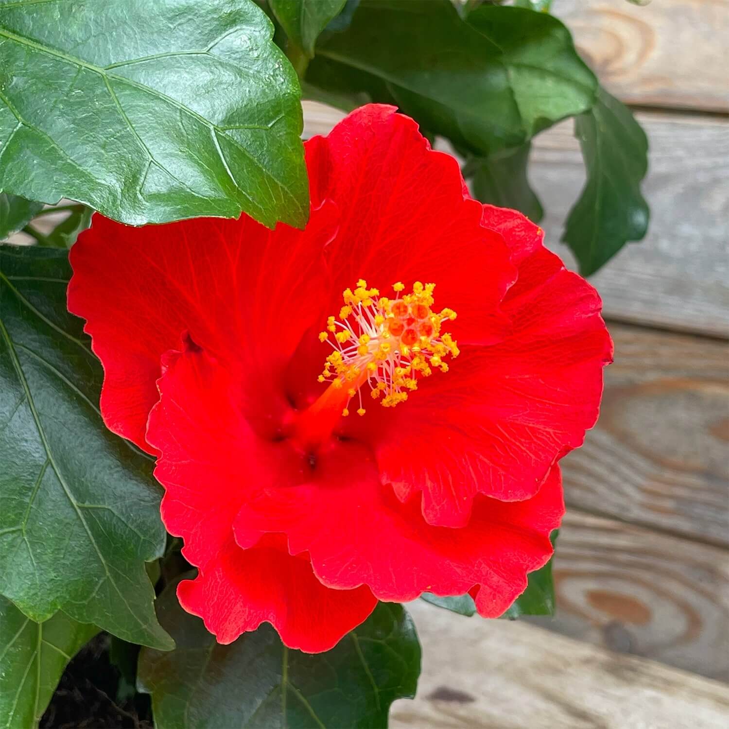 Hibiskus rot "Hildegard"