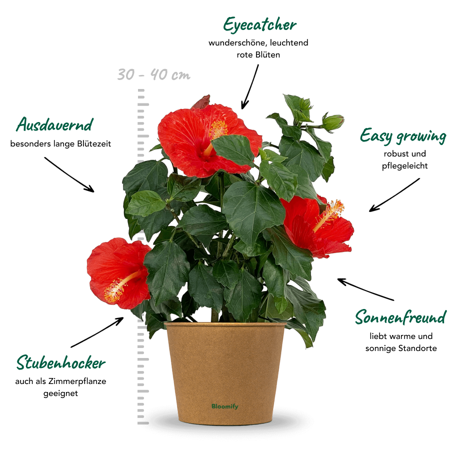 Hibiskus rot "Hildegard"