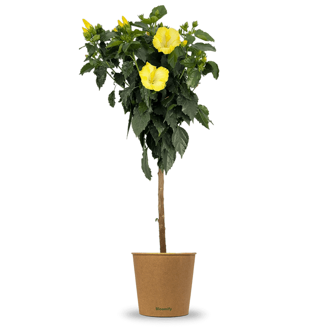 Hibiskus Stamm gelb "Helena"