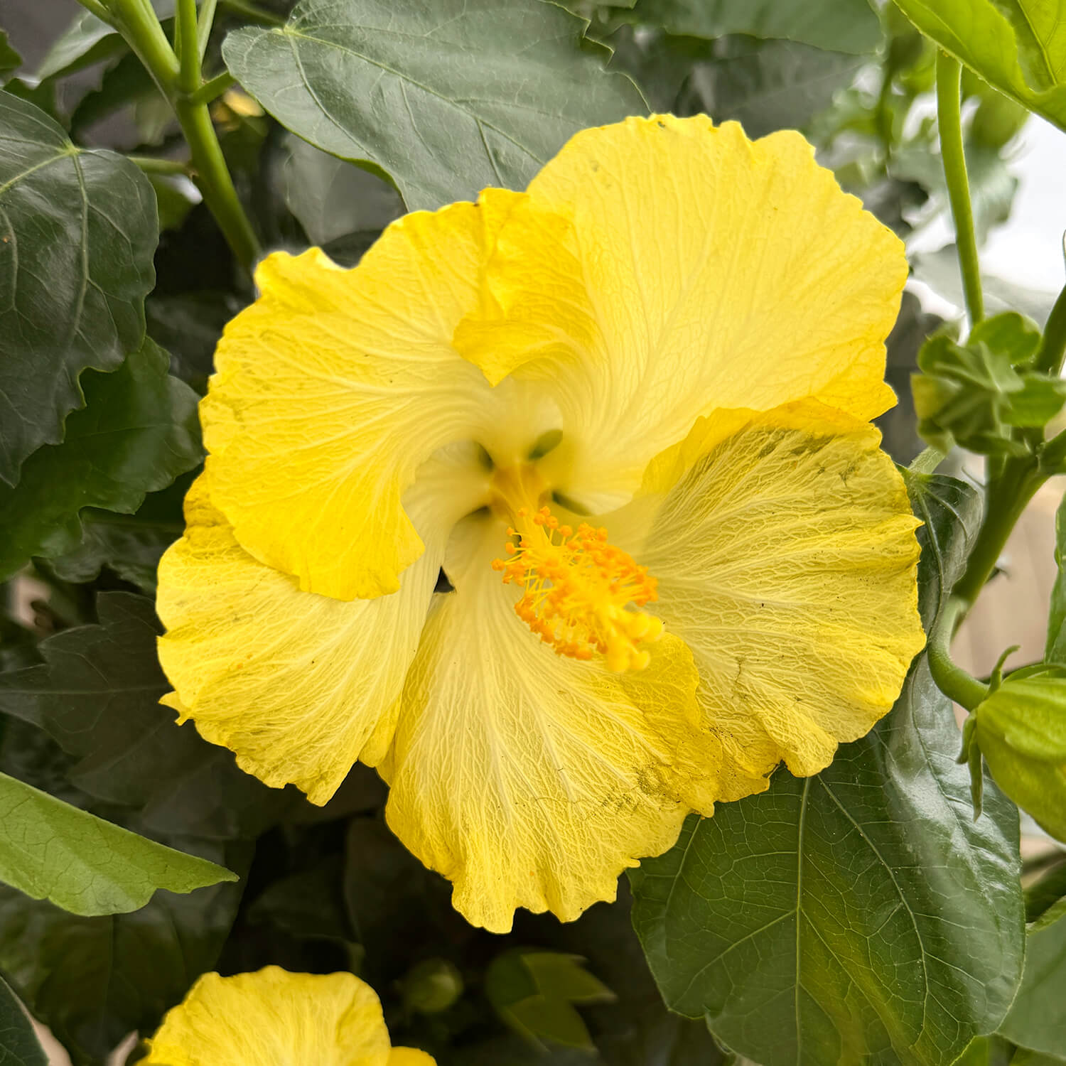 Hibiskus Stamm gelb "Helena"