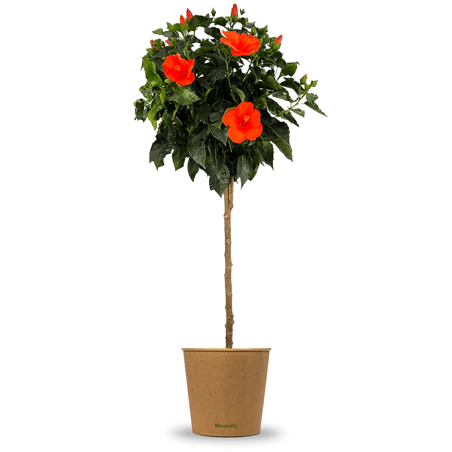 Hibiskus Stamm orange "Helena"