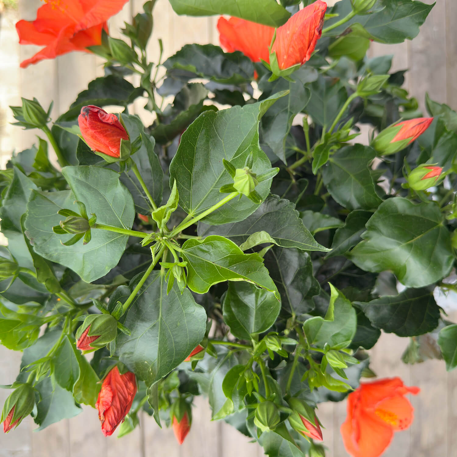 Hibiskus Stamm orange "Helena"
