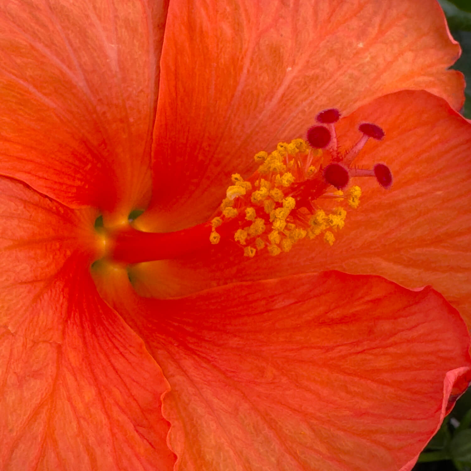 Hibiskus Stamm orange "Helena"