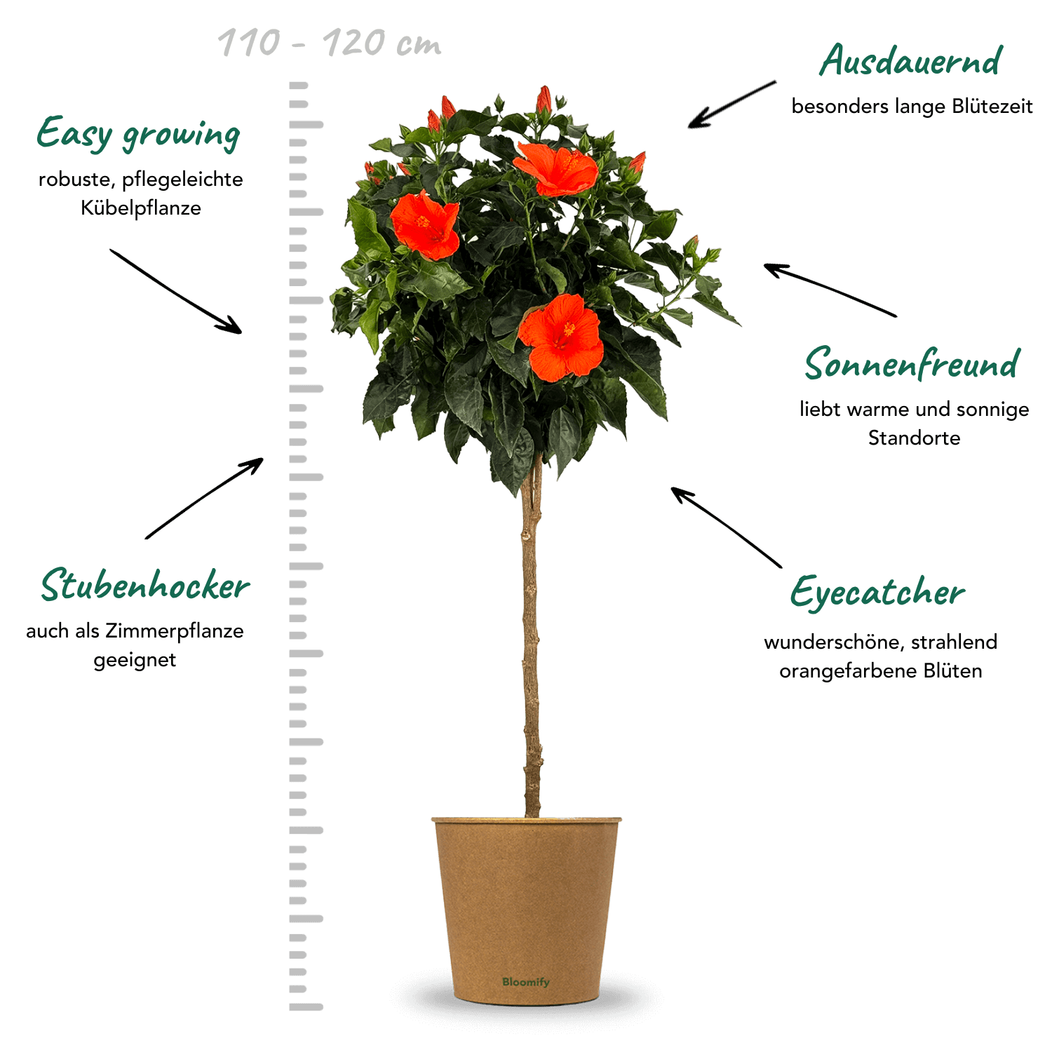 Hibiskus Stamm orange "Helena"