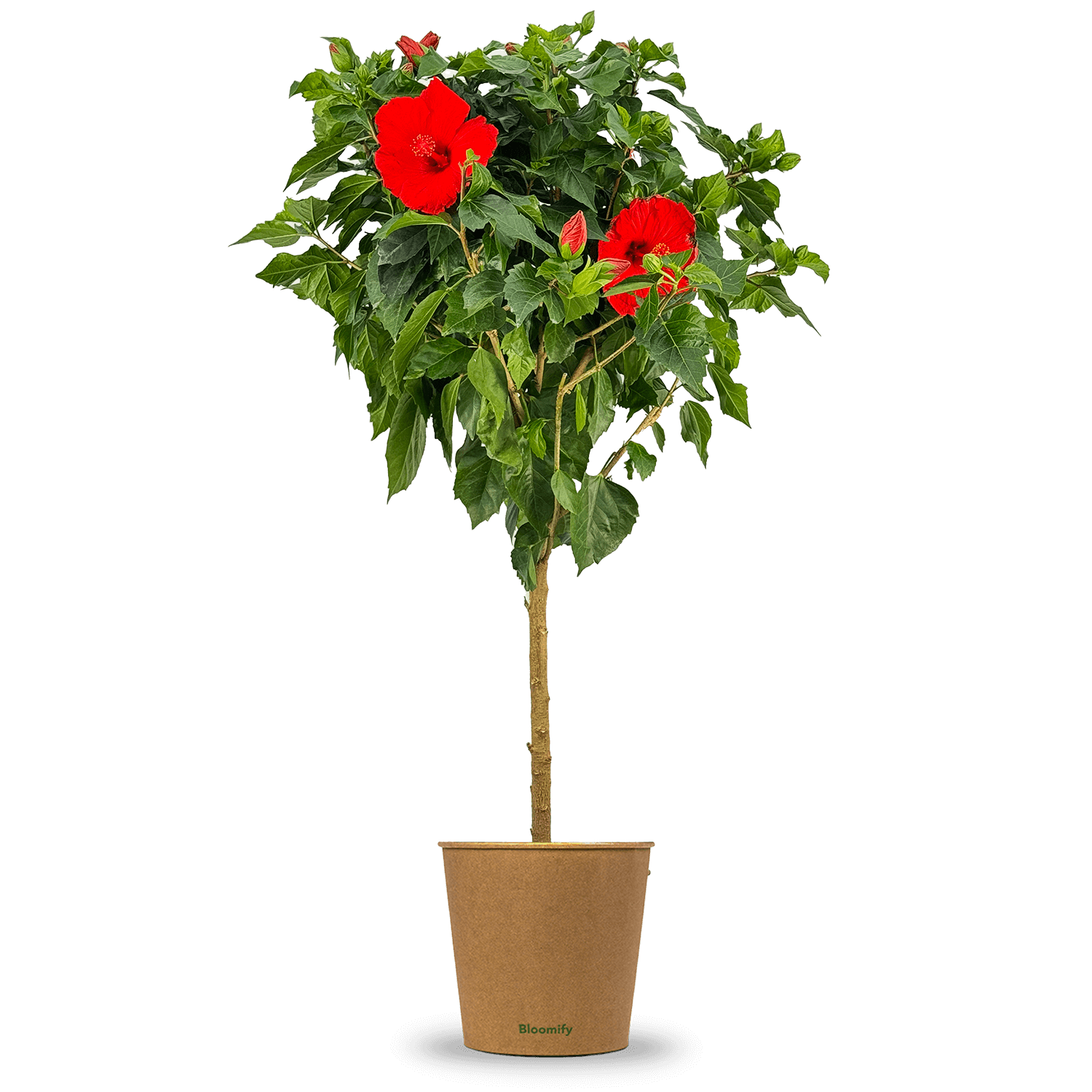 Hibiskus Stamm rot "Helena"