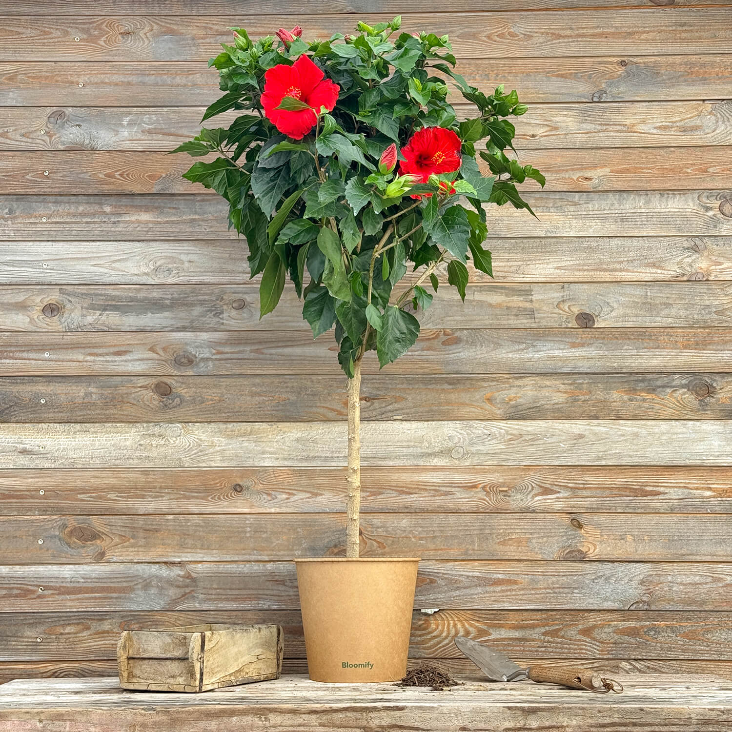 Hibiskus Stamm rot "Helena"