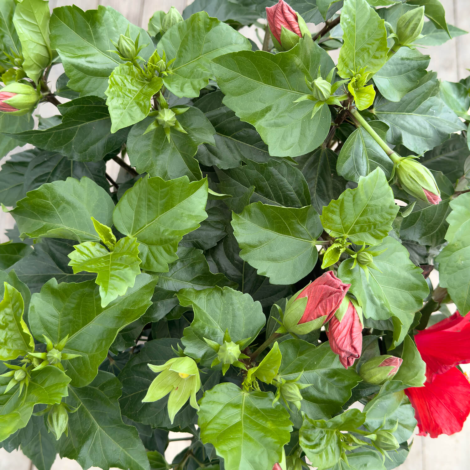Hibiskus Stamm rot "Helena"
