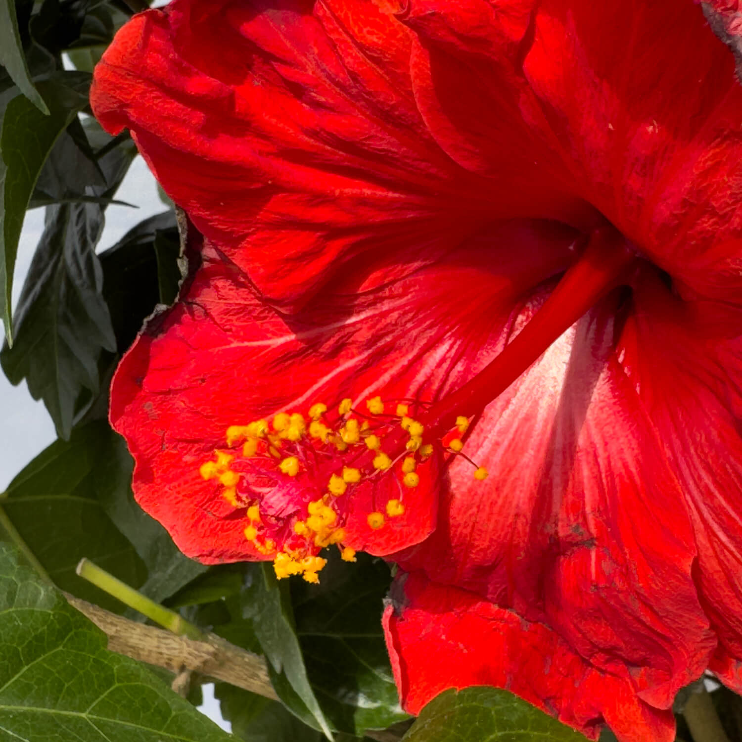 Hibiskus Stamm rot "Helena"