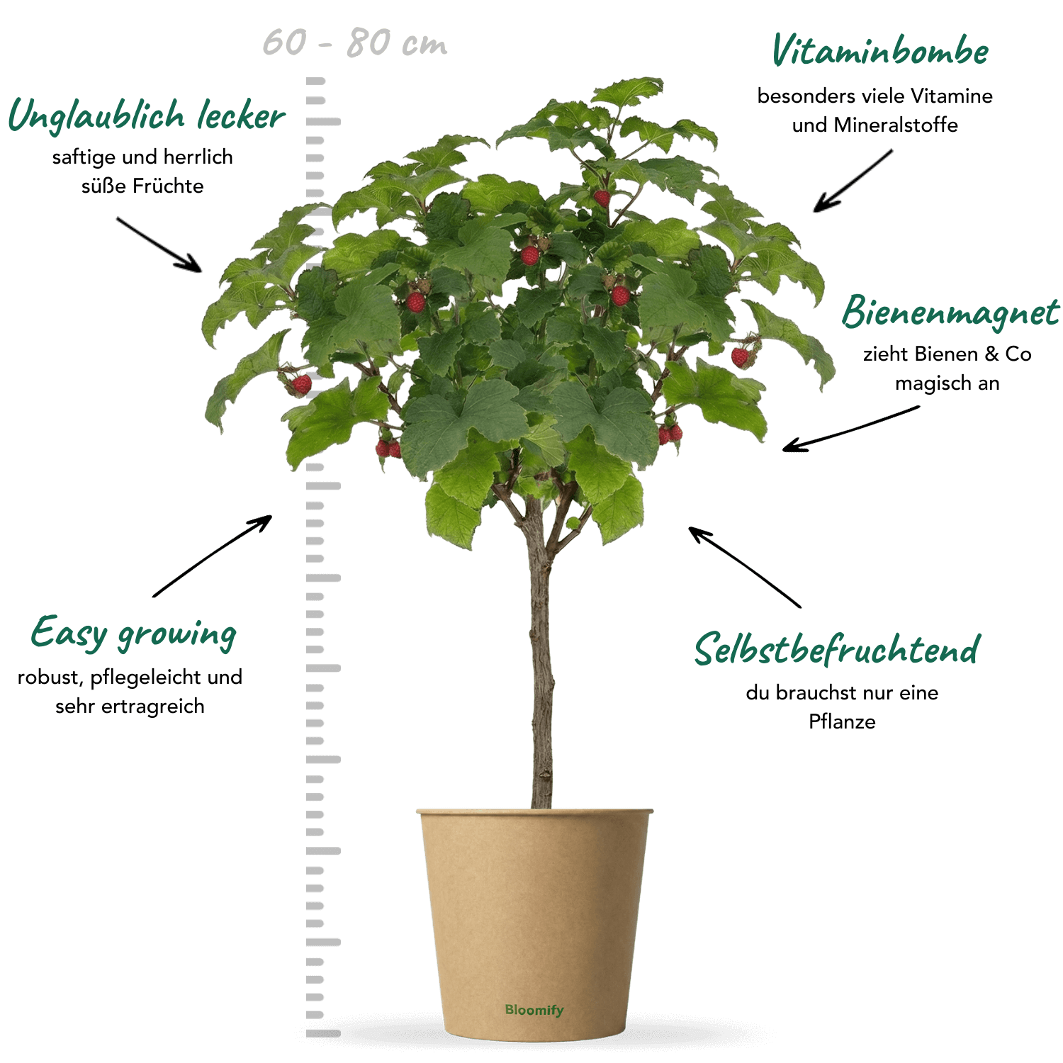 Himbeer-Baum "Heino"